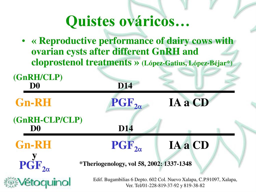 Quistes ováricos… Gn-RH PGF2 IA a CD PGF2 IA a CD Gn-RH PGF2