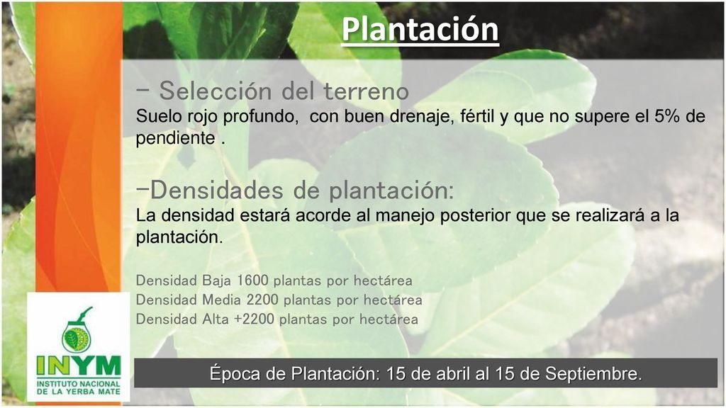Época de Plantación: 15 de abril al 15 de Septiembre.