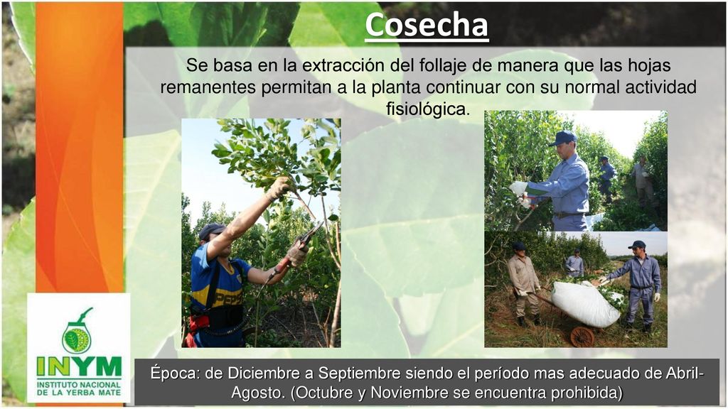 Cosecha Se basa en la extracción del follaje de manera que las hojas remanentes permitan a la planta continuar con su normal actividad fisiológica.