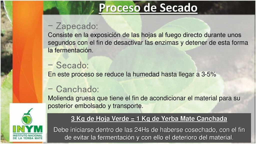 3 Kg de Hoja Verde = 1 Kg de Yerba Mate Canchada