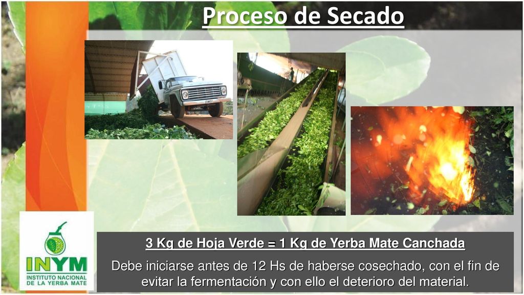 3 Kg de Hoja Verde = 1 Kg de Yerba Mate Canchada