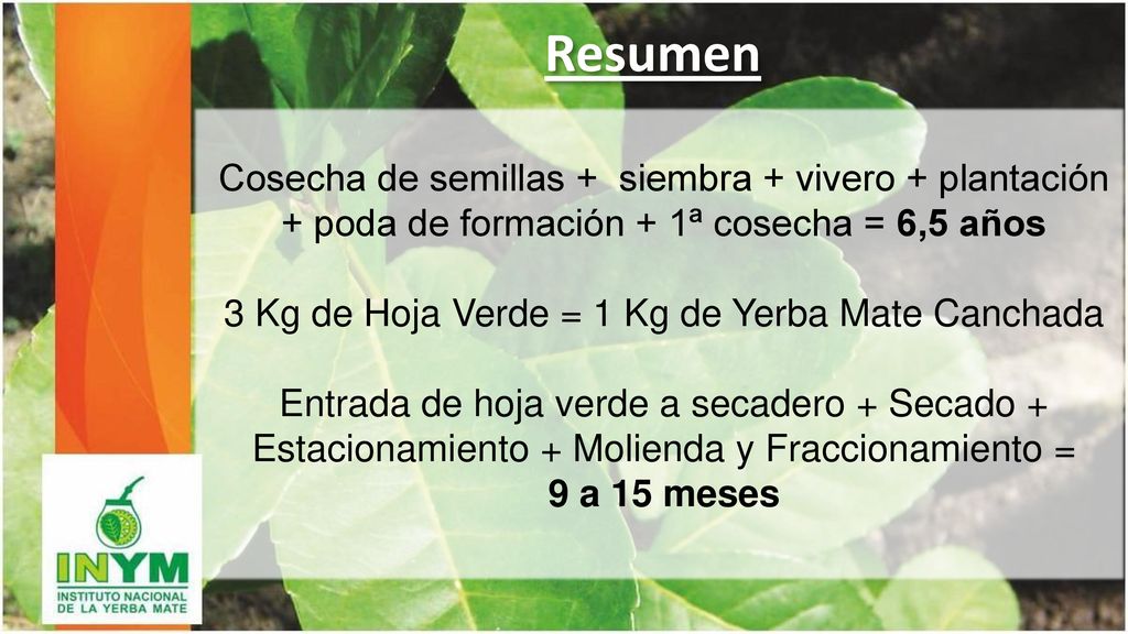 3 Kg de Hoja Verde = 1 Kg de Yerba Mate Canchada