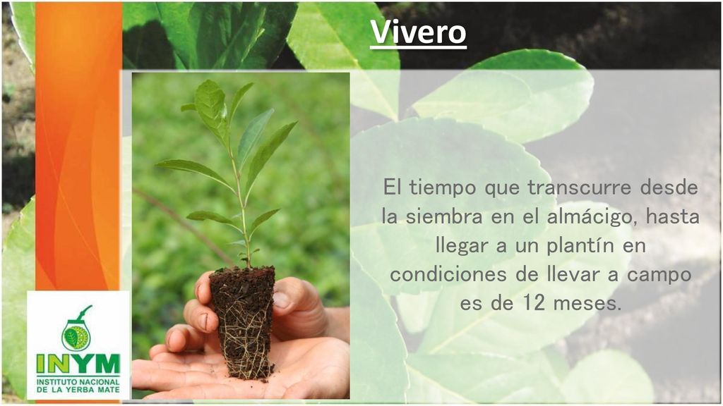 Vivero El tiempo que transcurre desde la siembra en el almácigo, hasta llegar a un plantín en condiciones de llevar a campo es de 12 meses.