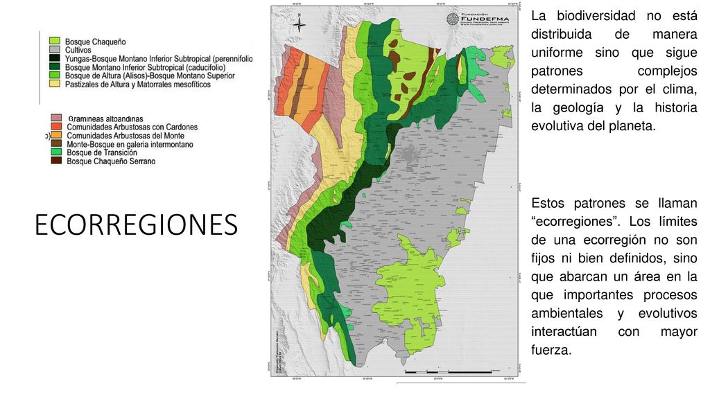 La biodiversidad no está distribuida de manera uniforme sino que sigue patrones complejos determinados por el clima, la geología y la historia evolutiva del planeta.