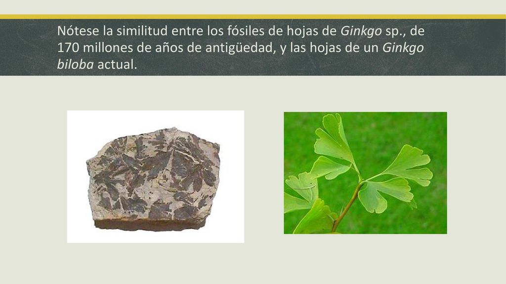Nótese la similitud entre los fósiles de hojas de Ginkgo sp