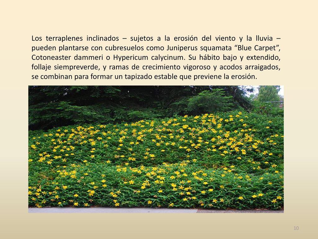 Los terraplenes inclinados – sujetos a la erosión del viento y la lluvia – pueden plantarse con cubresuelos como Juniperus squamata Blue Carpet , Cotoneaster dammeri o Hypericum calycinum.