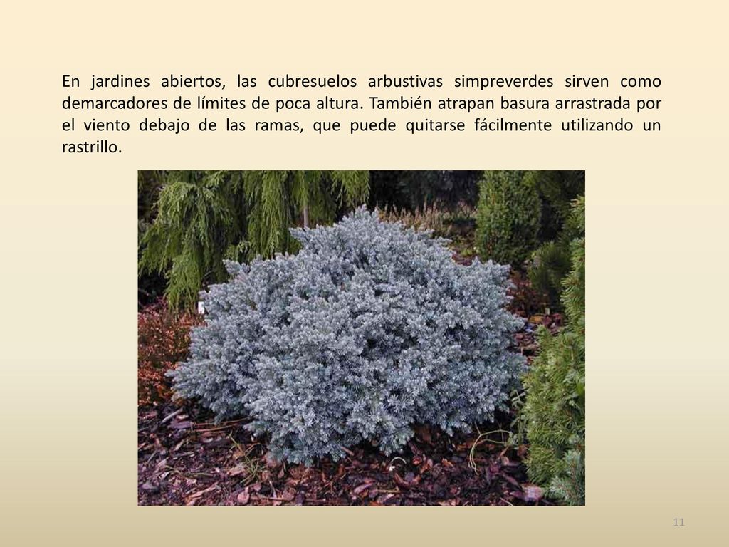 En jardines abiertos, las cubresuelos arbustivas simpreverdes sirven como demarcadores de límites de poca altura.