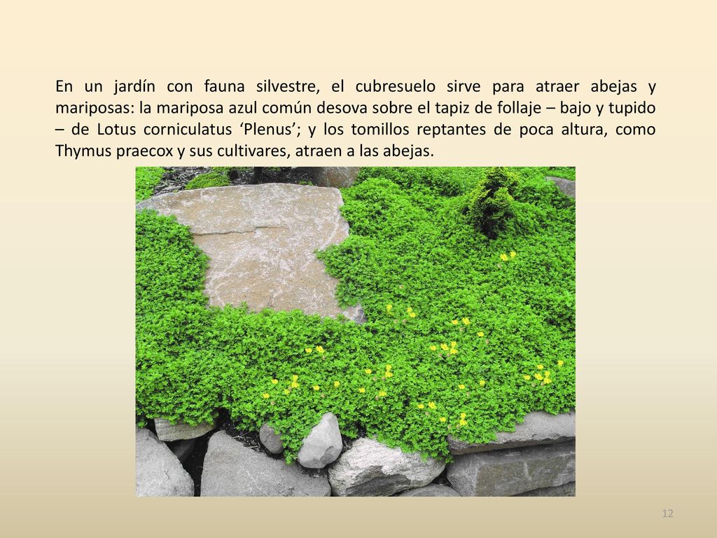 En un jardín con fauna silvestre, el cubresuelo sirve para atraer abejas y mariposas: la mariposa azul común desova sobre el tapiz de follaje – bajo y tupido – de Lotus corniculatus ‘Plenus’; y los tomillos reptantes de poca altura, como Thymus praecox y sus cultivares, atraen a las abejas.