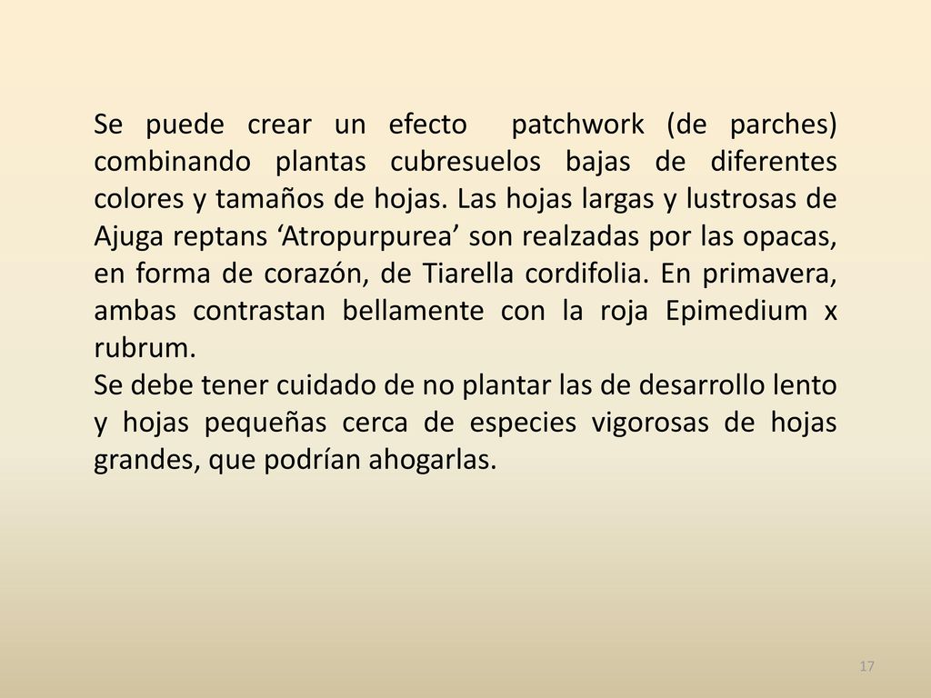 Se puede crear un efecto patchwork (de parches) combinando plantas cubresuelos bajas de diferentes colores y tamaños de hojas. Las hojas largas y lustrosas de Ajuga reptans ‘Atropurpurea’ son realzadas por las opacas, en forma de corazón, de Tiarella cordifolia. En primavera, ambas contrastan bellamente con la roja Epimedium x rubrum.