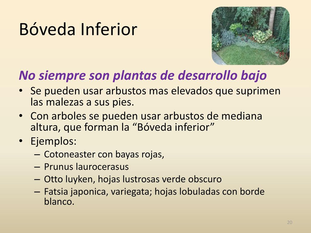 Bóveda Inferior No siempre son plantas de desarrollo bajo
