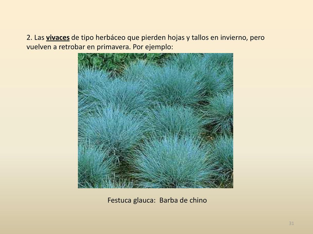 2. Las vivaces de tipo herbáceo que pierden hojas y tallos en invierno, pero vuelven a retrobar en primavera. Por ejemplo: