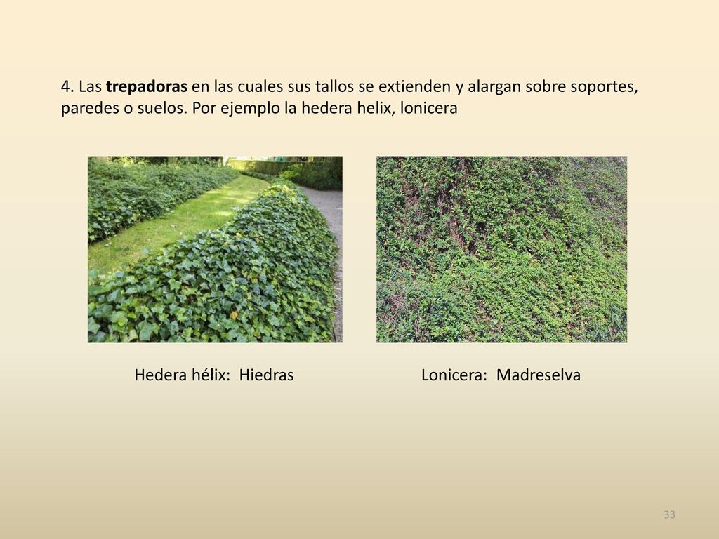 4. Las trepadoras en las cuales sus tallos se extienden y alargan sobre soportes, paredes o suelos. Por ejemplo la hedera helix, lonicera