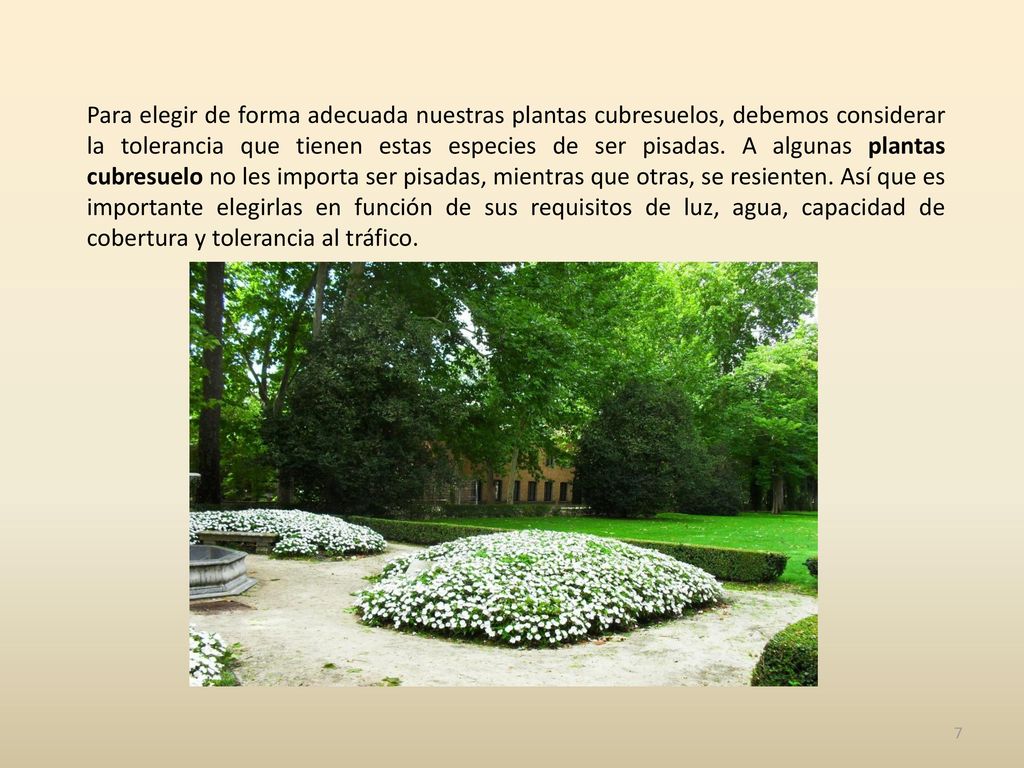 Para elegir de forma adecuada nuestras plantas cubresuelos, debemos considerar la tolerancia que tienen estas especies de ser pisadas.
