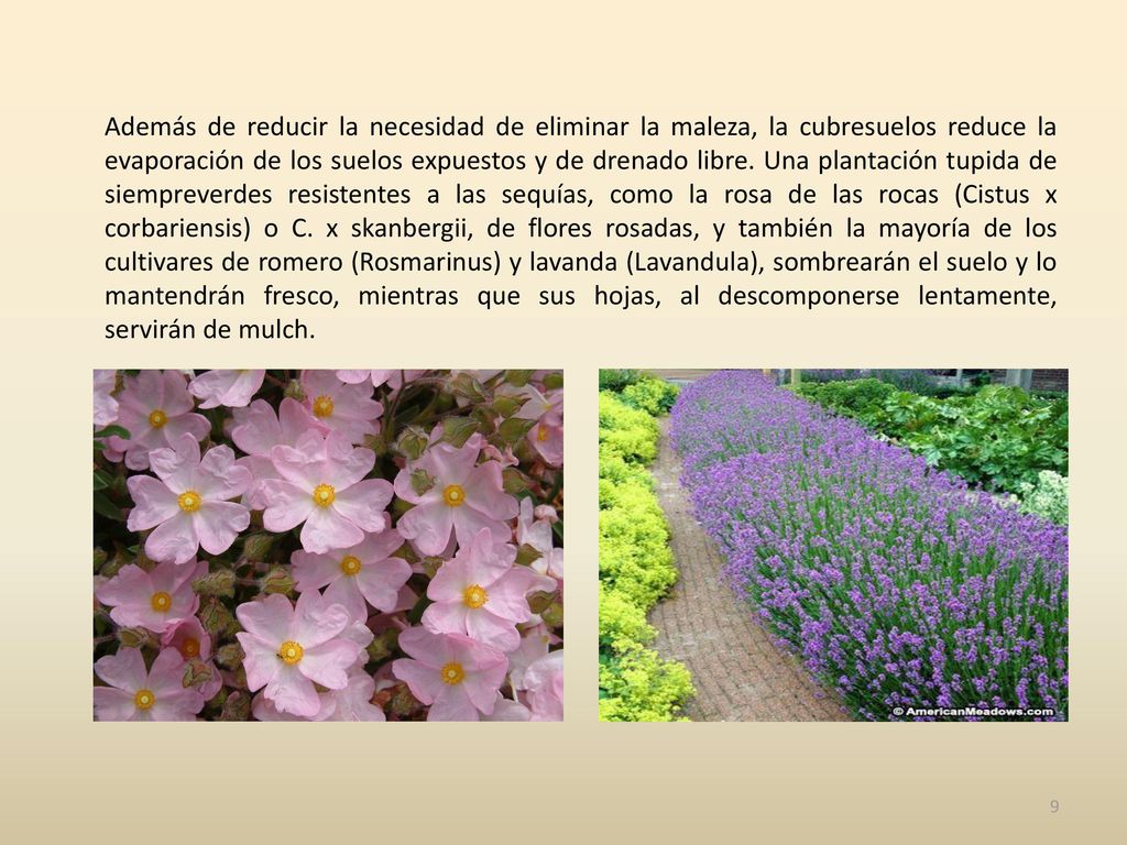 Además de reducir la necesidad de eliminar la maleza, la cubresuelos reduce la evaporación de los suelos expuestos y de drenado libre.