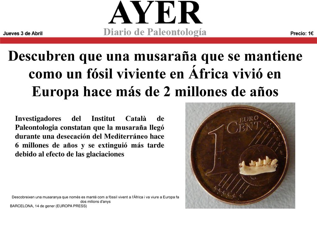 Descubren que una musaraña que se mantiene como un fósil viviente en África vivió en Europa hace más de 2 millones de años
