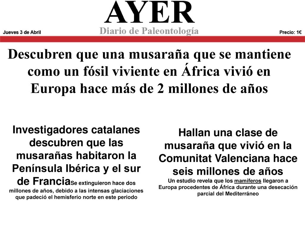Descubren que una musaraña que se mantiene como un fósil viviente en África vivió en Europa hace más de 2 millones de años