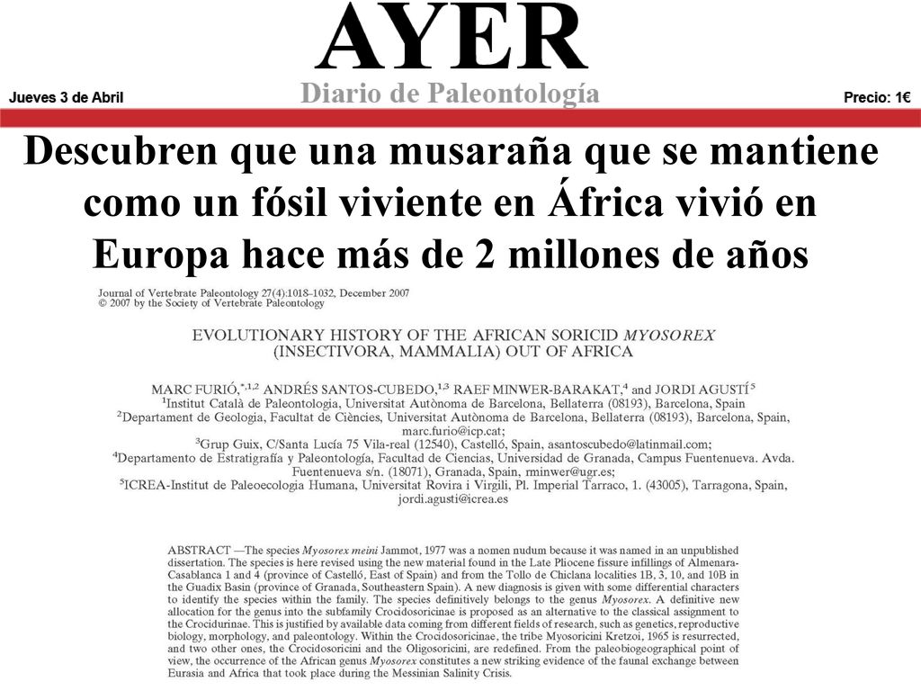 Descubren que una musaraña que se mantiene como un fósil viviente en África vivió en Europa hace más de 2 millones de años