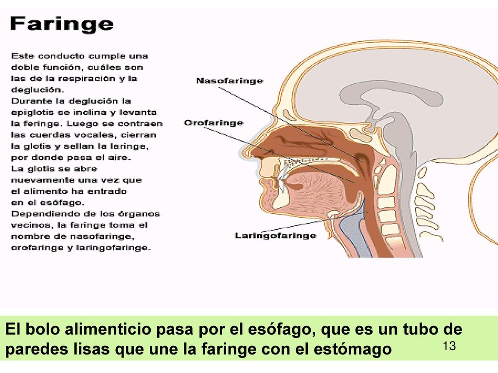 El bolo alimenticio pasa por el esófago, que es un tubo de paredes lisas que une la faringe con el estómago