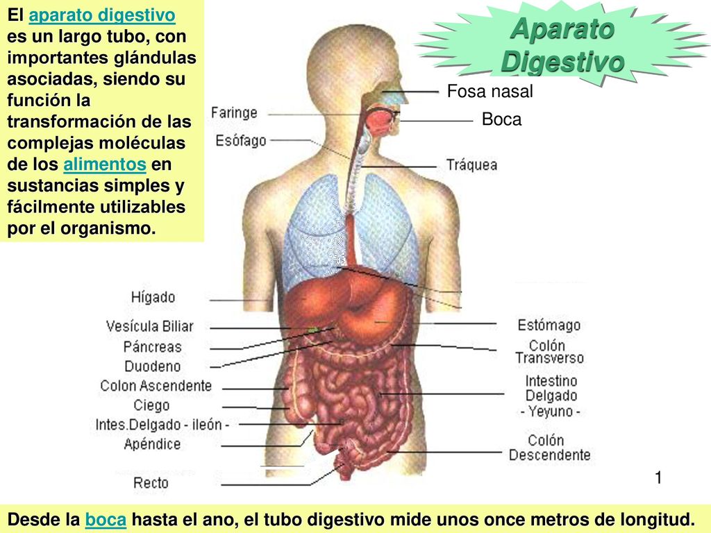 El aparato digestivo es un largo tubo, con importantes glándulas asociadas, siendo su función la transformación de las complejas moléculas de los alimentos en sustancias simples y fácilmente utilizables por el organismo.