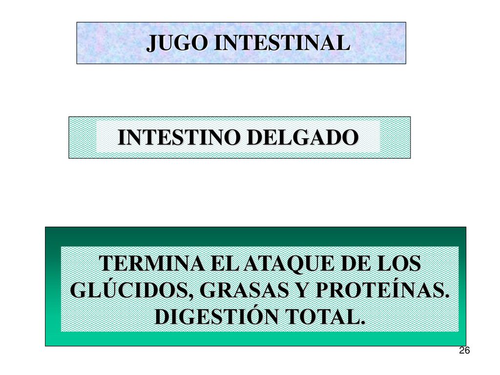 JUGO INTESTINAL INTESTINO DELGADO. TERMINA EL ATAQUE DE LOS GLÚCIDOS, GRASAS Y PROTEÍNAS.