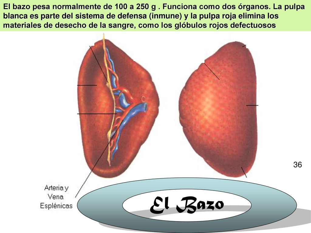 El bazo pesa normalmente de 100 a 250 g. Funciona como dos órganos