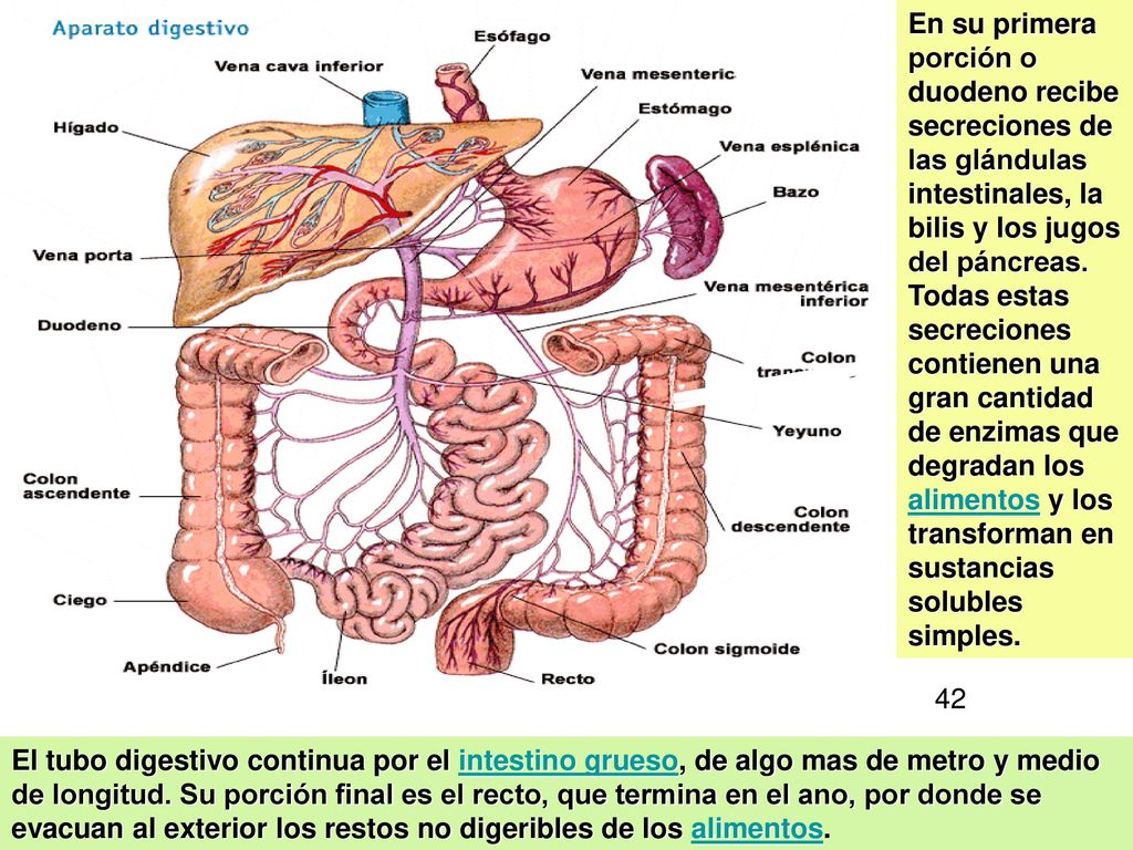 En su primera porción o duodeno recibe secreciones de las glándulas intestinales, la bilis y los jugos del páncreas. Todas estas secreciones contienen una gran cantidad de enzimas que degradan los alimentos y los transforman en sustancias solubles simples.