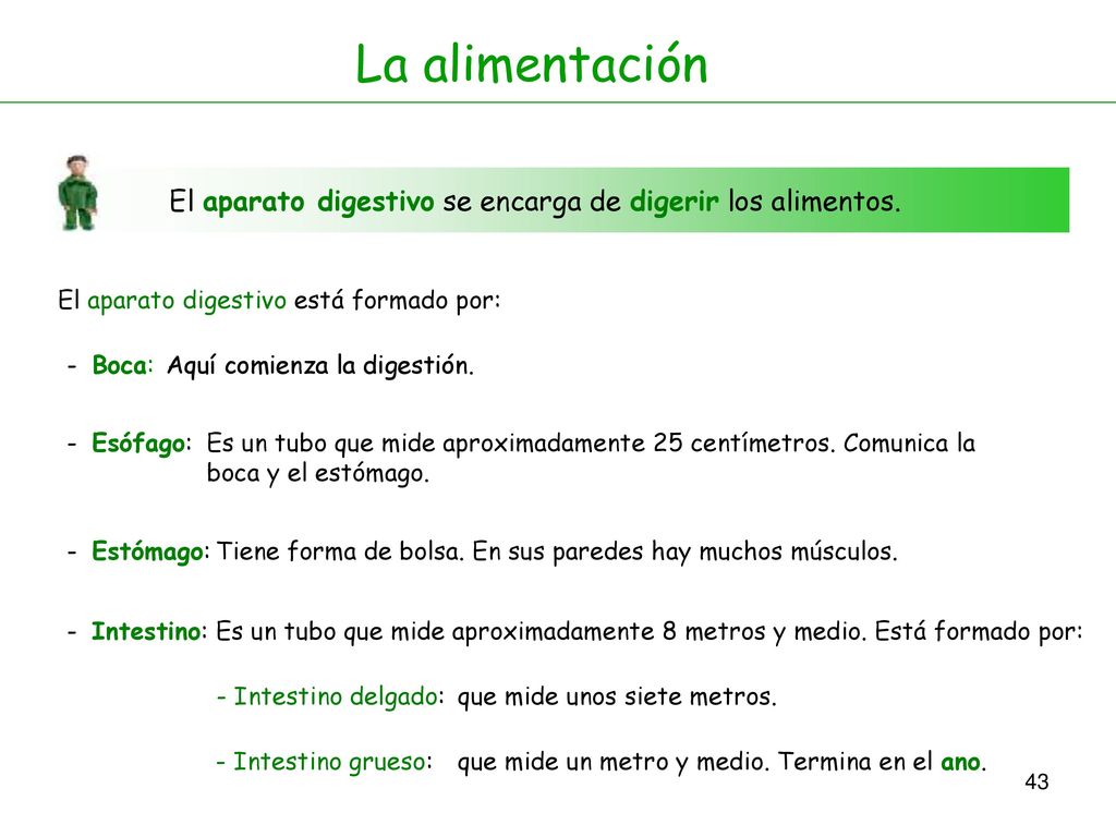 La alimentación El aparato digestivo se encarga de digerir los alimentos. El aparato digestivo está formado por: