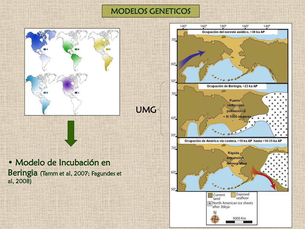 MODELOS GENETICOS • Modelo de Incubación en Beringia (Tamm et al, 2007; Fagundes et al, 2008) UMG