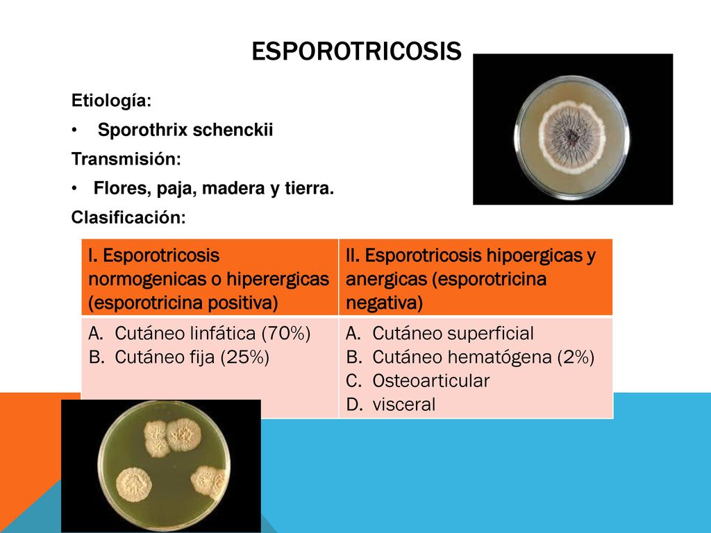 ESPOROTRICOSIS Etiología: Sporothrix schenckii. Transmisión: Flores, paja, madera y tierra. Clasificación: