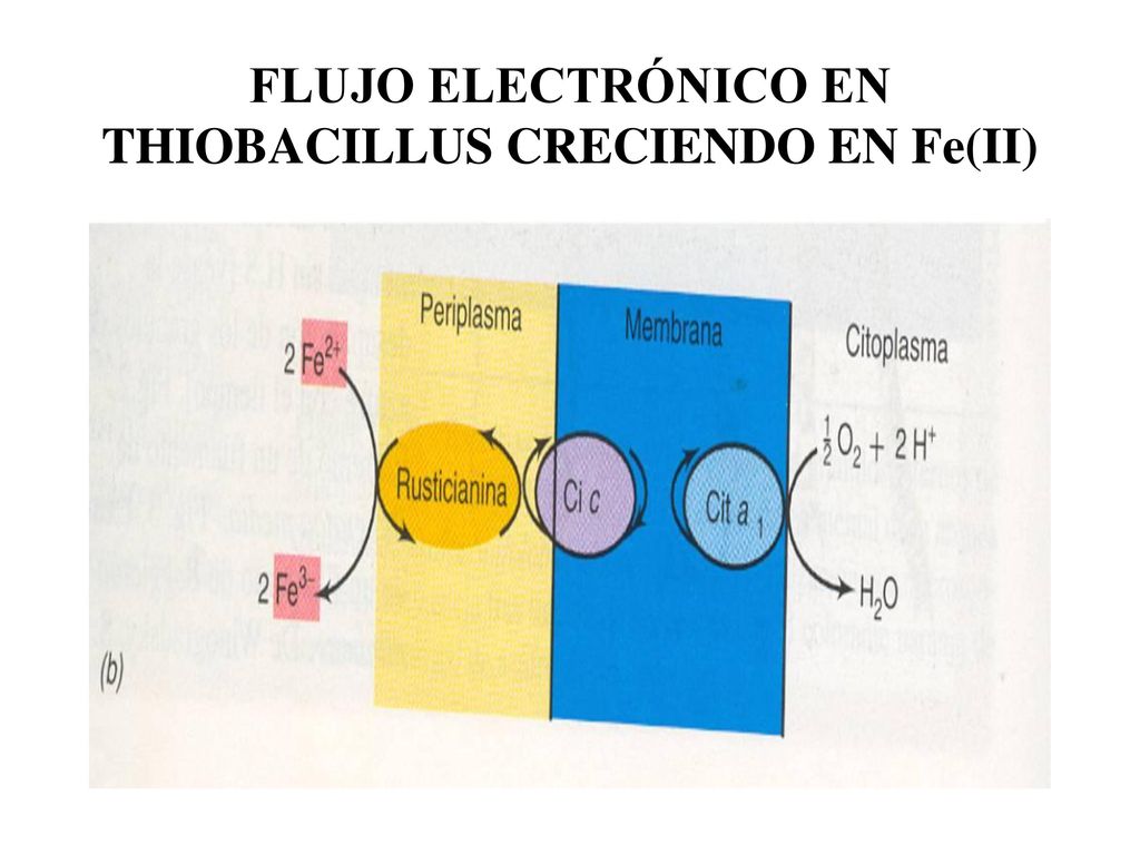 FLUJO ELECTRÓNICO EN THIOBACILLUS CRECIENDO EN Fe(II)