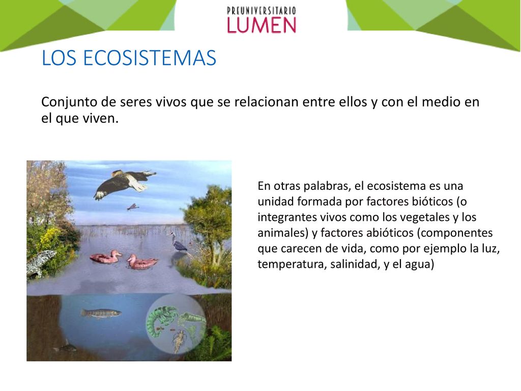 LOS ECOSISTEMAS Conjunto de seres vivos que se relacionan entre ellos y con el medio en el que viven.