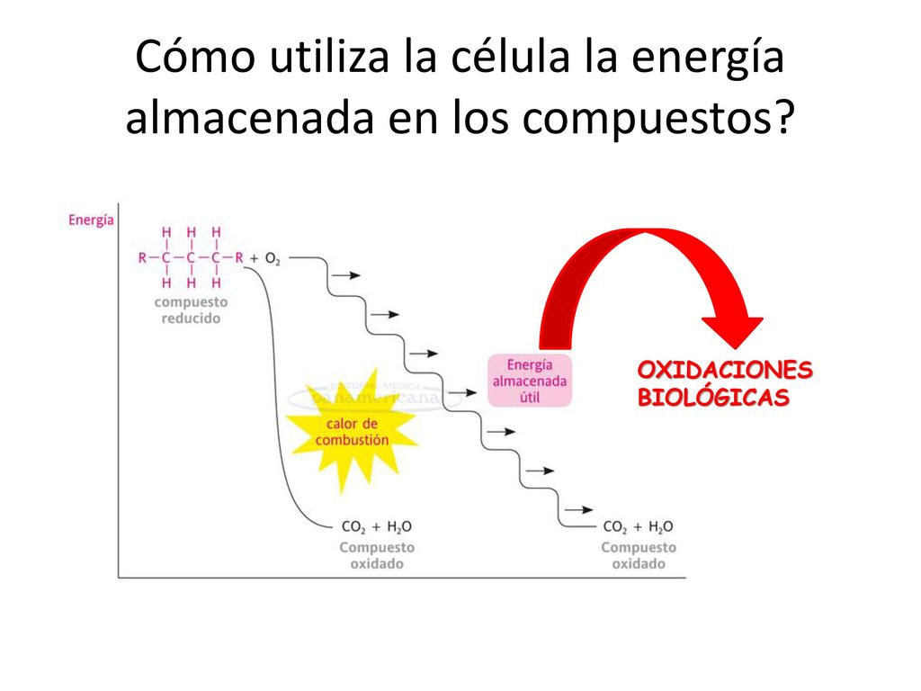 Cómo utiliza la célula la energía almacenada en los compuestos