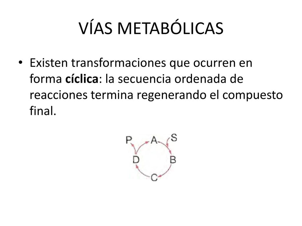 VÍAS METABÓLICAS Existen transformaciones que ocurren en forma cíclica: la secuencia ordenada de reacciones termina regenerando el compuesto final.
