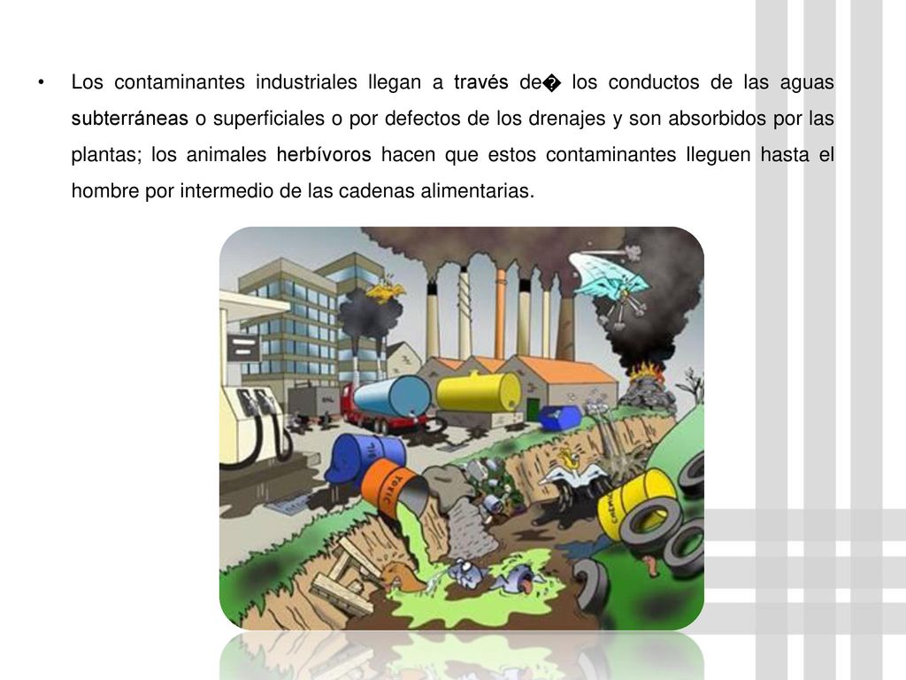 Los contaminantes industriales llegan a través de� los conductos de las aguas subterráneas o superficiales o por defectos de los drenajes y son absorbidos por las plantas; los animales herbívoros hacen que estos contaminantes lleguen hasta el hombre por intermedio de las cadenas alimentarias.