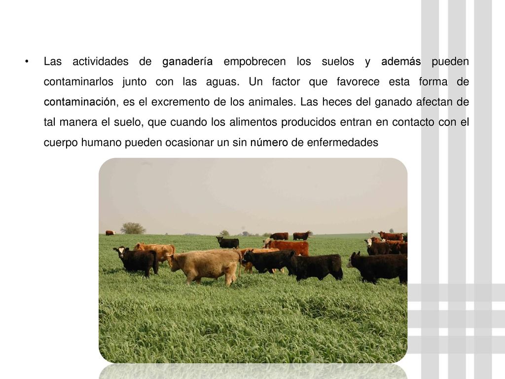 Las actividades de ganadería empobrecen los suelos y además pueden contaminarlos junto con las aguas.