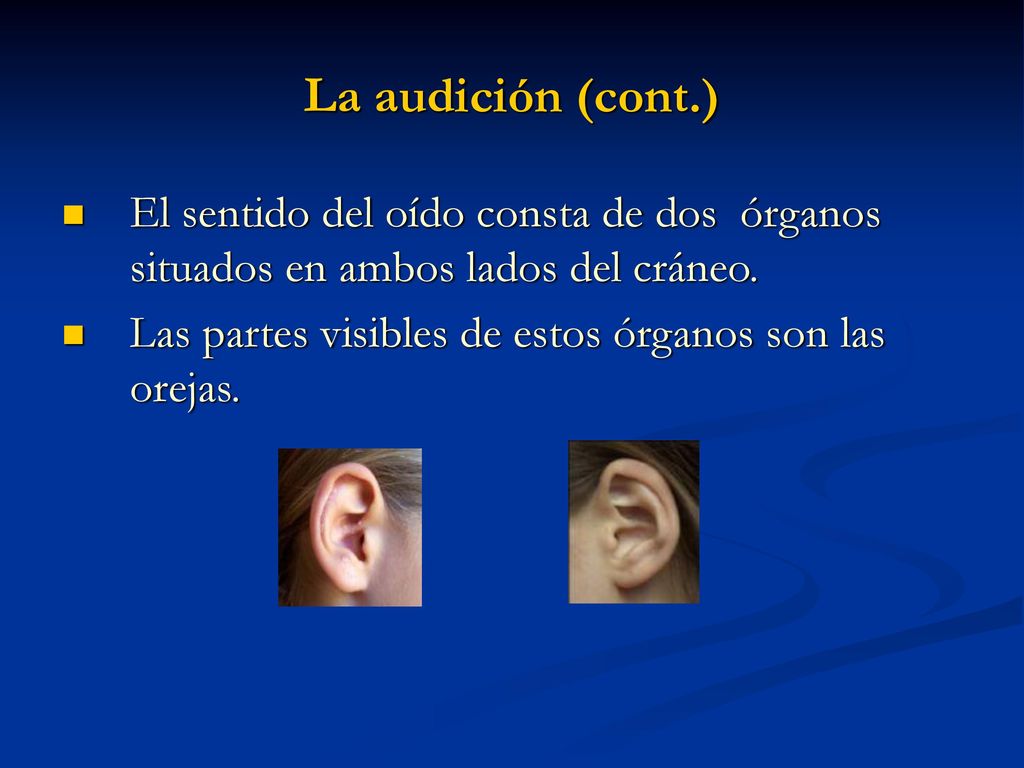 La audición (cont.) El sentido del oído consta de dos órganos situados en ambos lados del cráneo.