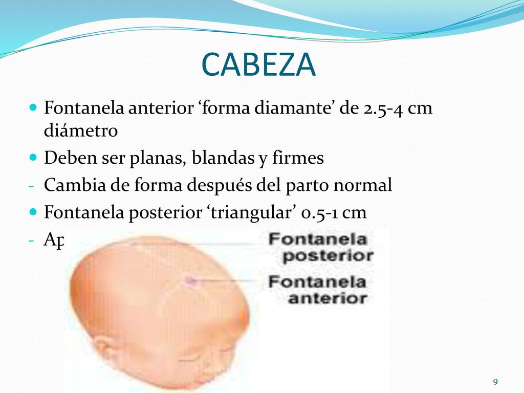 CABEZA Fontanela anterior ‘forma diamante’ de cm diámetro