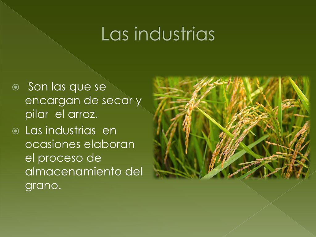 Las industrias Son las que se encargan de secar y pilar el arroz.