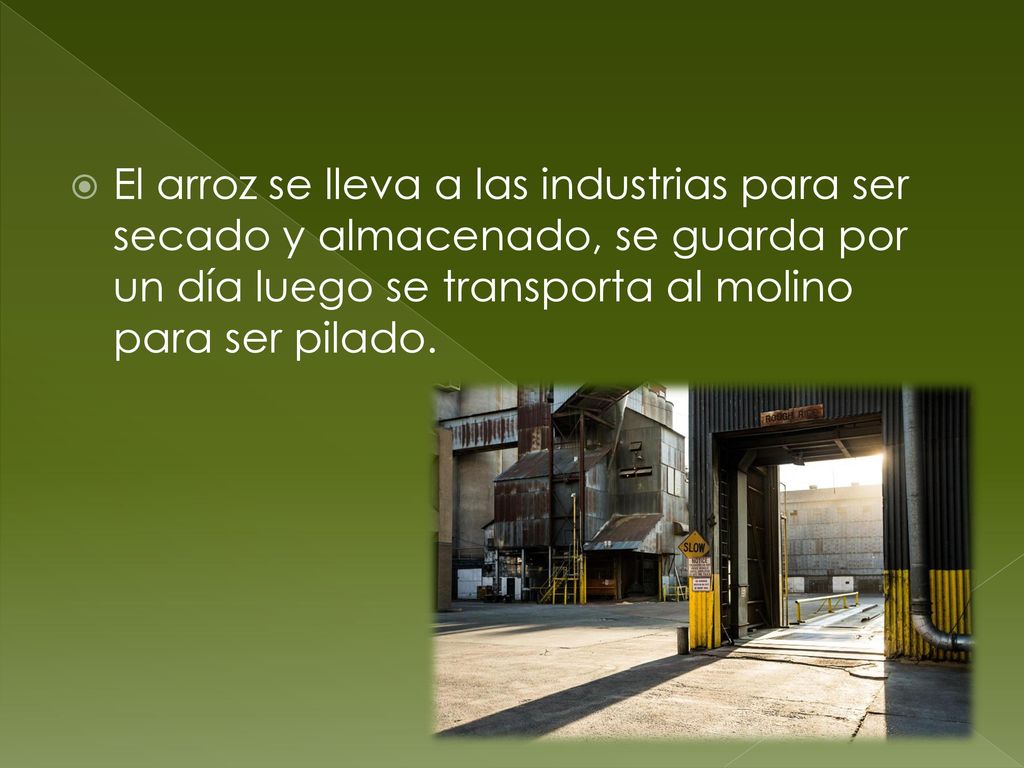 El arroz se lleva a las industrias para ser secado y almacenado, se guarda por un día luego se transporta al molino para ser pilado.