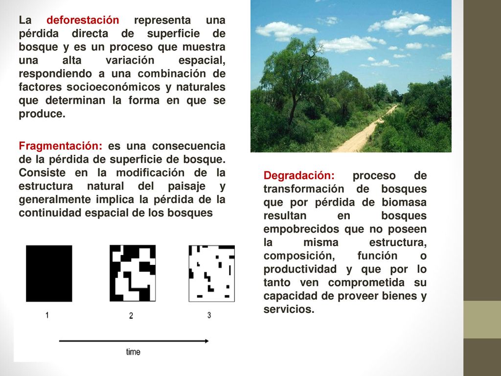 La deforestación representa una pérdida directa de superficie de bosque y es un proceso que muestra una alta variación espacial, respondiendo a una combinación de factores socioeconómicos y naturales que determinan la forma en que se produce.