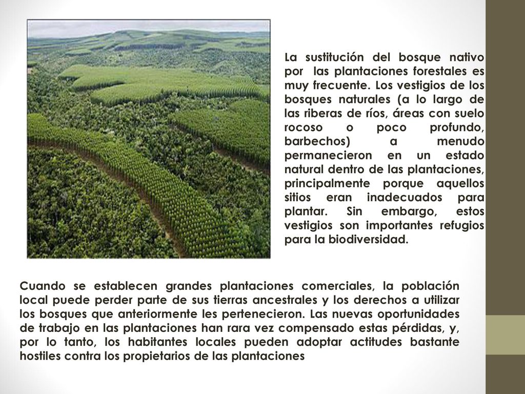 La sustitución del bosque nativo por las plantaciones forestales es muy frecuente. Los vestigios de los bosques naturales (a lo largo de las riberas de ríos, áreas con suelo rocoso o poco profundo, barbechos) a menudo permanecieron en un estado natural dentro de las plantaciones, principalmente porque aquellos sitios eran inadecuados para plantar. Sin embargo, estos vestigios son importantes refugios para la biodiversidad.