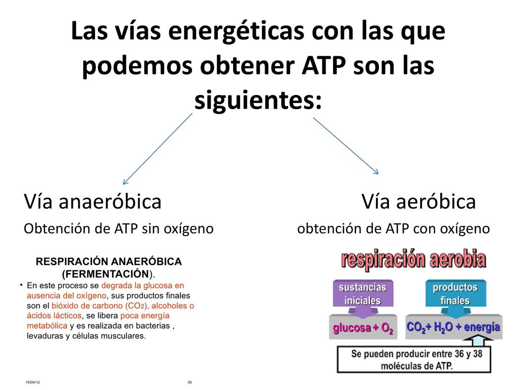 Las vías energéticas con las que podemos obtener ATP son las siguientes: