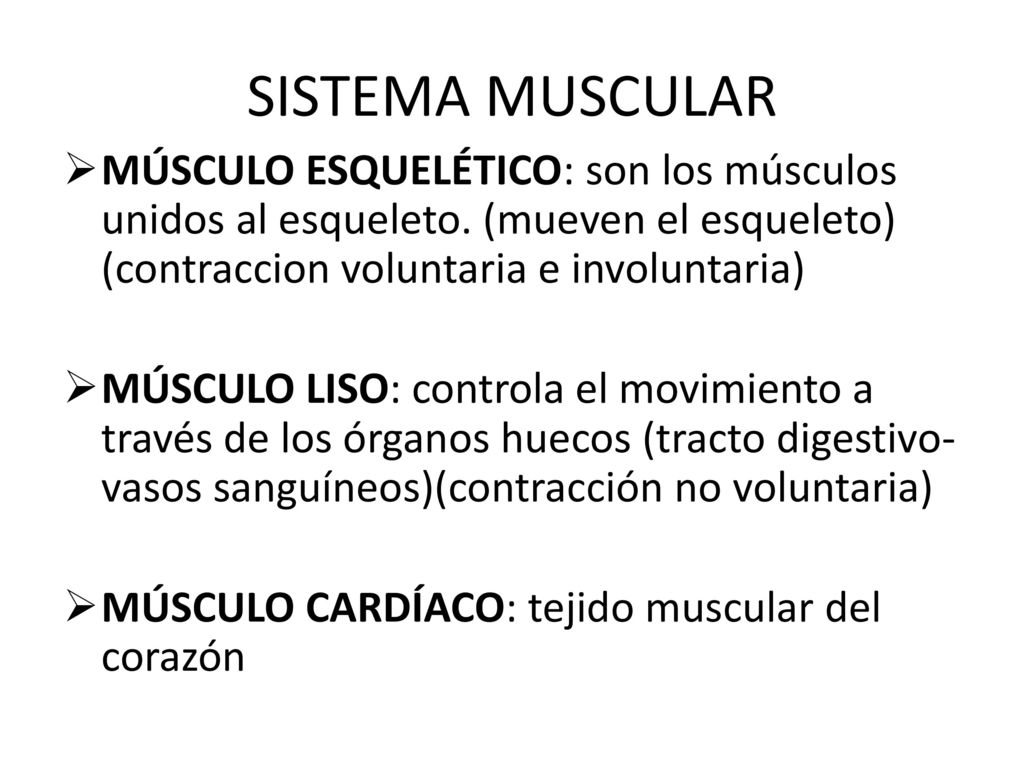 SISTEMA MUSCULAR MÚSCULO ESQUELÉTICO: son los músculos unidos al esqueleto. (mueven el esqueleto) (contraccion voluntaria e involuntaria)