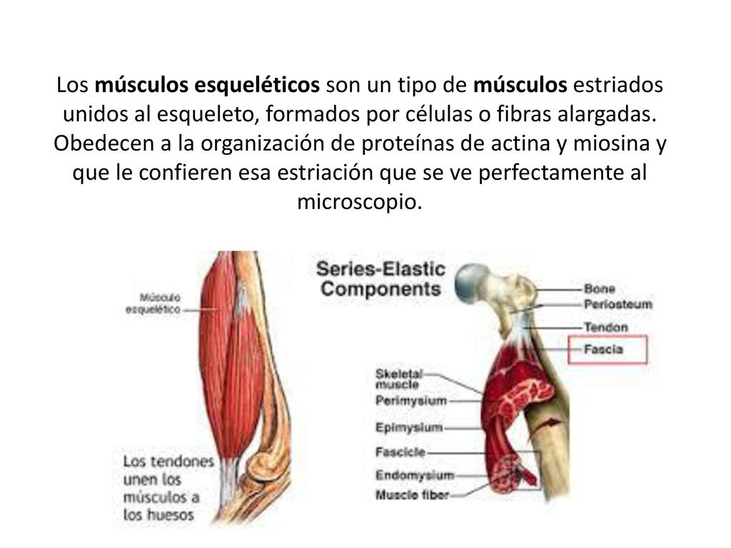 Los músculos esqueléticos son un tipo de músculos estriados unidos al esqueleto, formados por células o fibras alargadas.