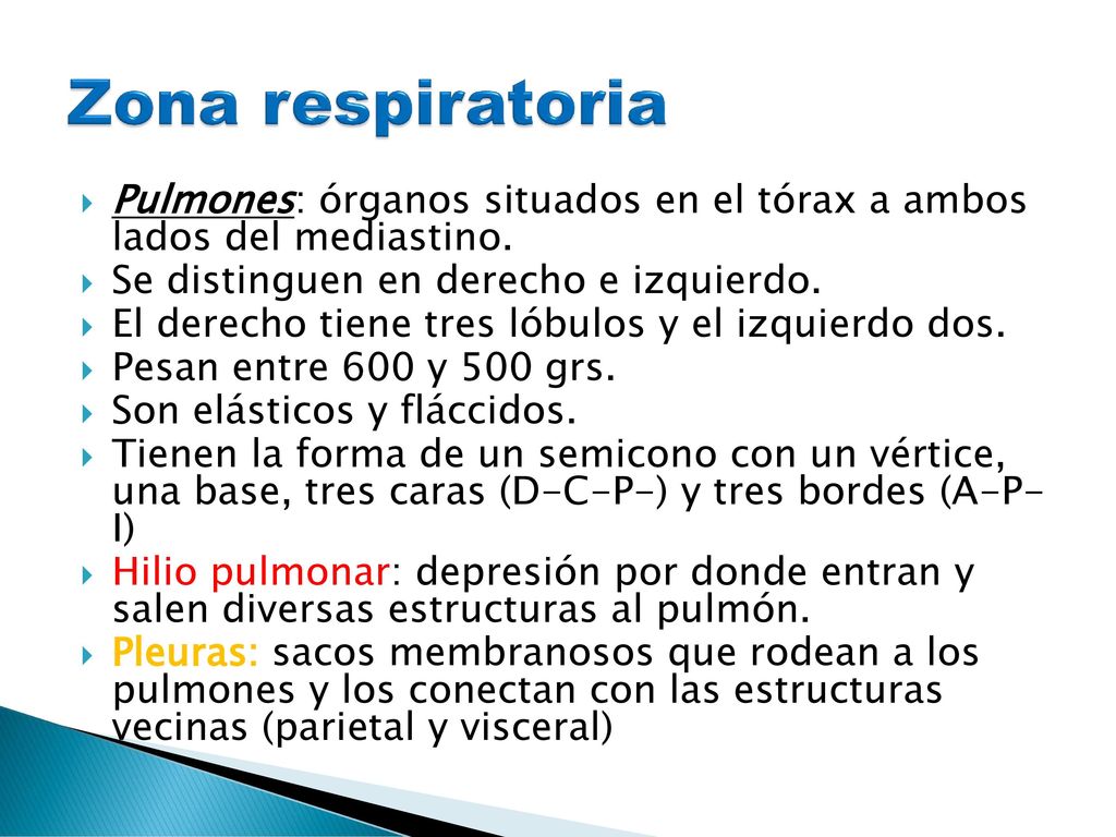 Zona respiratoria Pulmones: órganos situados en el tórax a ambos lados del mediastino. Se distinguen en derecho e izquierdo.