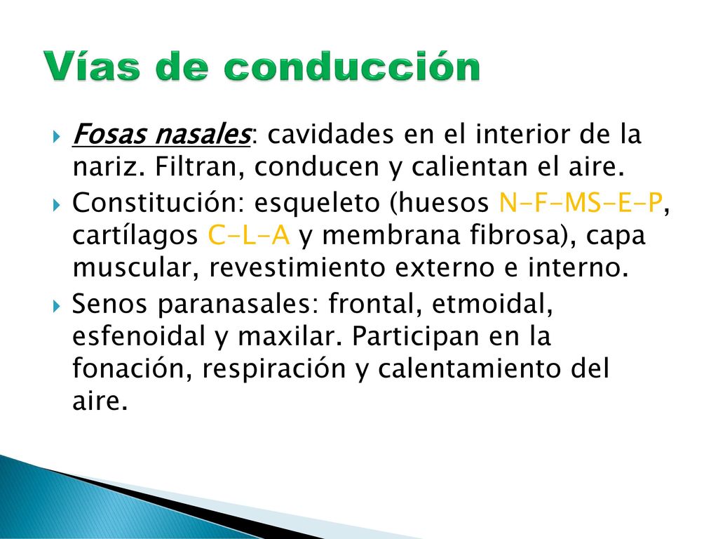 Vías de conducción Fosas nasales: cavidades en el interior de la nariz. Filtran, conducen y calientan el aire.