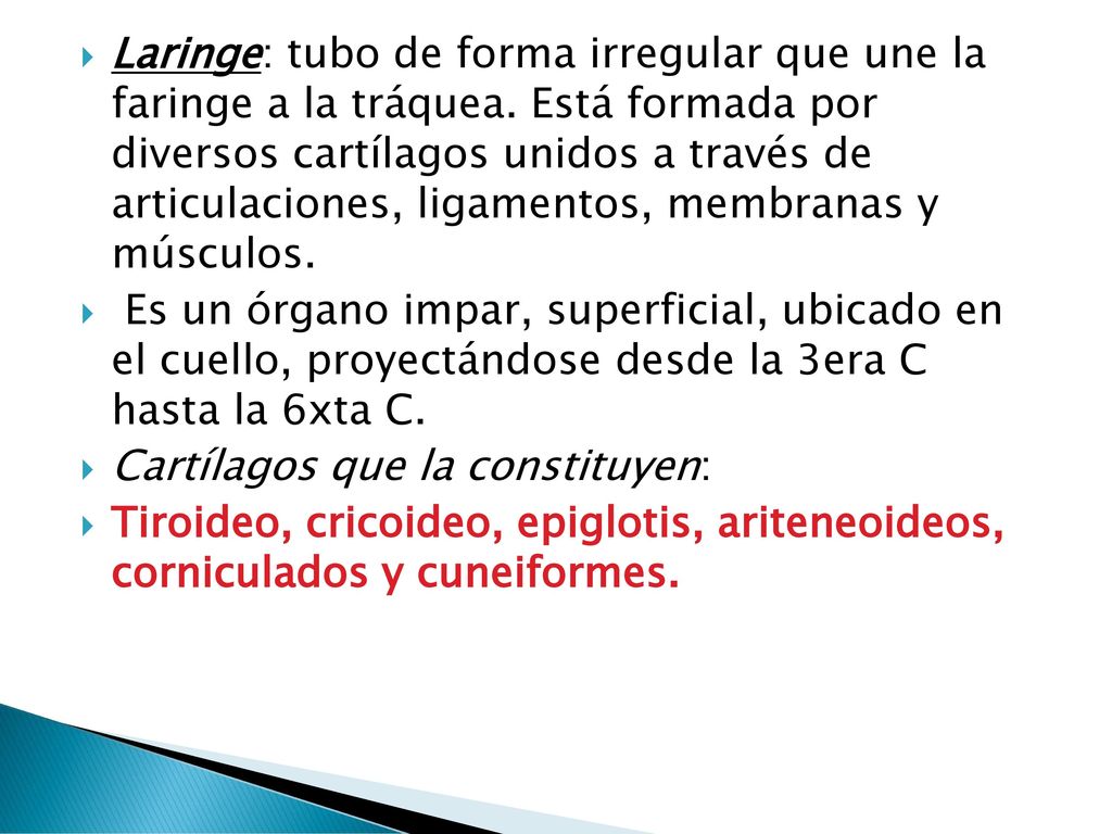 Laringe: tubo de forma irregular que une la faringe a la tráquea