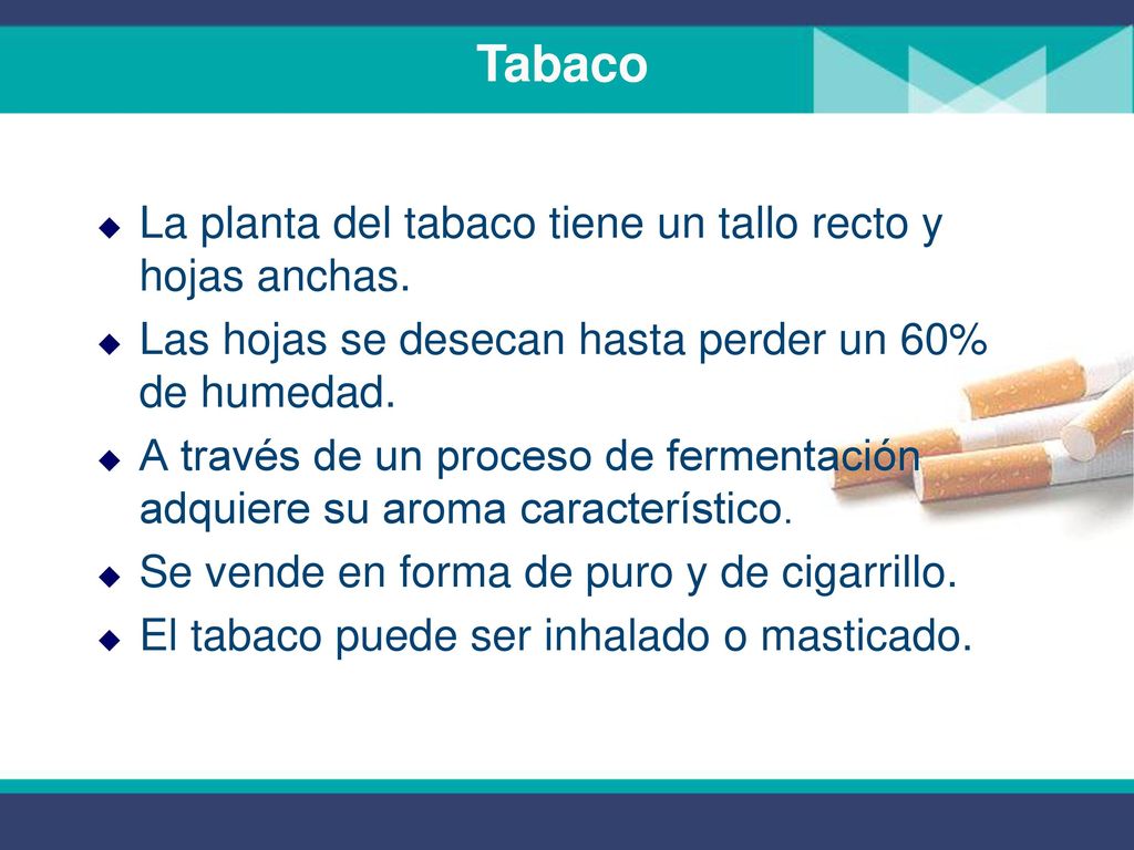 Tabaco La planta del tabaco tiene un tallo recto y hojas anchas.