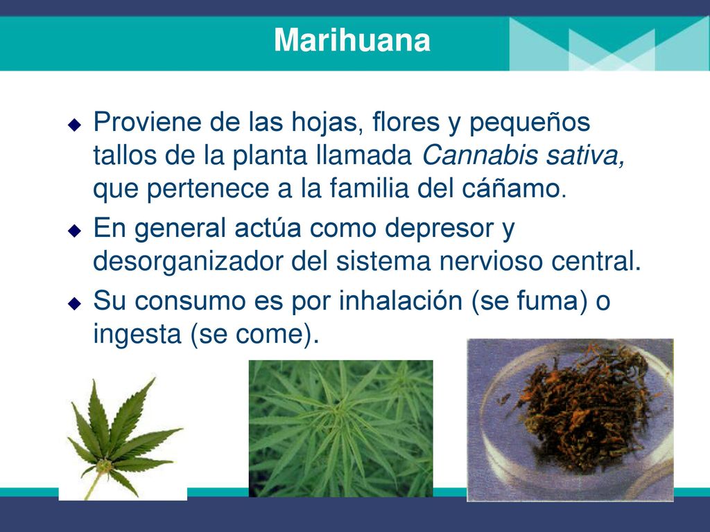 Marihuana Proviene de las hojas, flores y pequeños tallos de la planta llamada Cannabis sativa, que pertenece a la familia del cáñamo.
