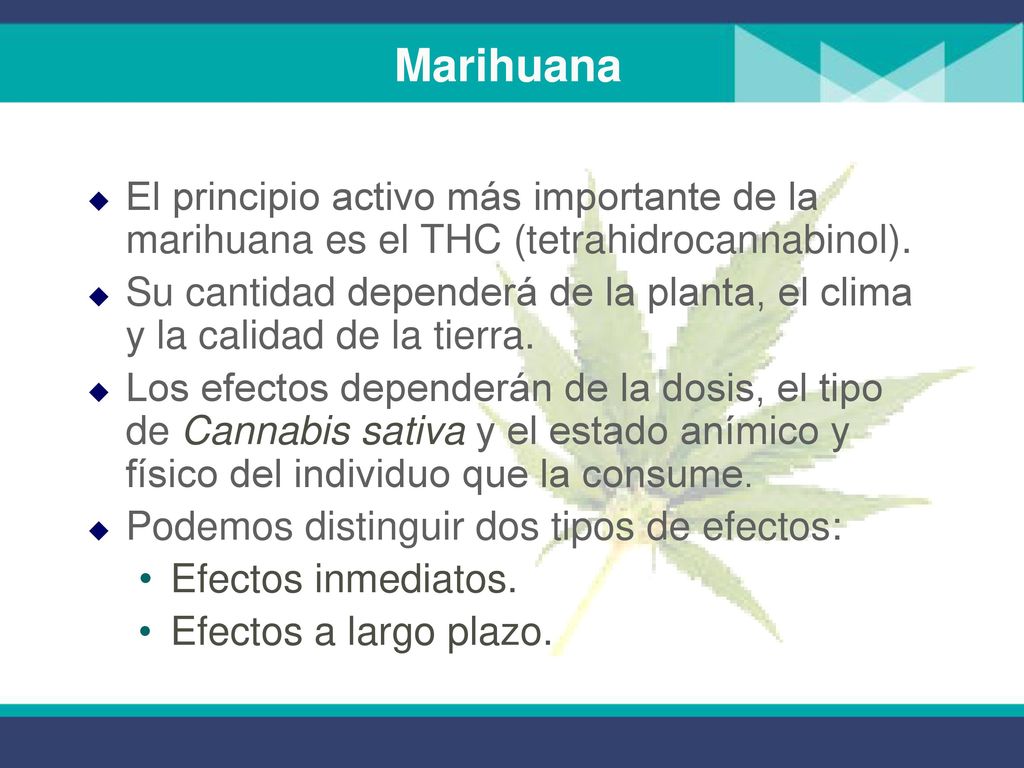 Marihuana El principio activo más importante de la marihuana es el THC (tetrahidrocannabinol).